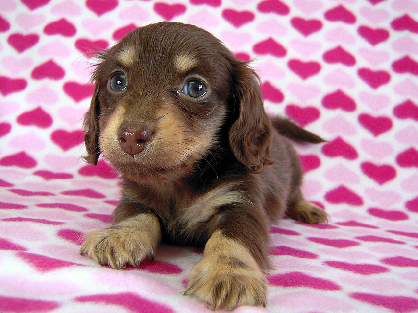 カニヘン　子犬　チョコクリ女の子　香川県・Ｔ様