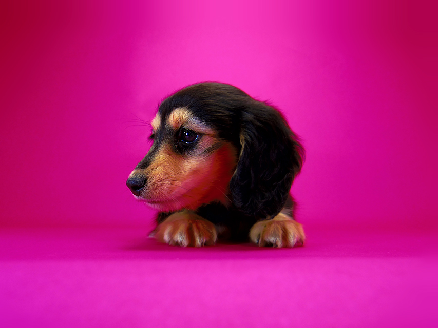 ダックスフンド ラム.mi & アサヒの子犬 ブラッククリーム 女の子169 ダックスフンド ラム.mi & アサヒの子犬 ブラッククリーム 女の子