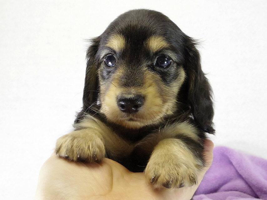 カニンヘン　子犬　ブラクリ女の子　くるみちゃん