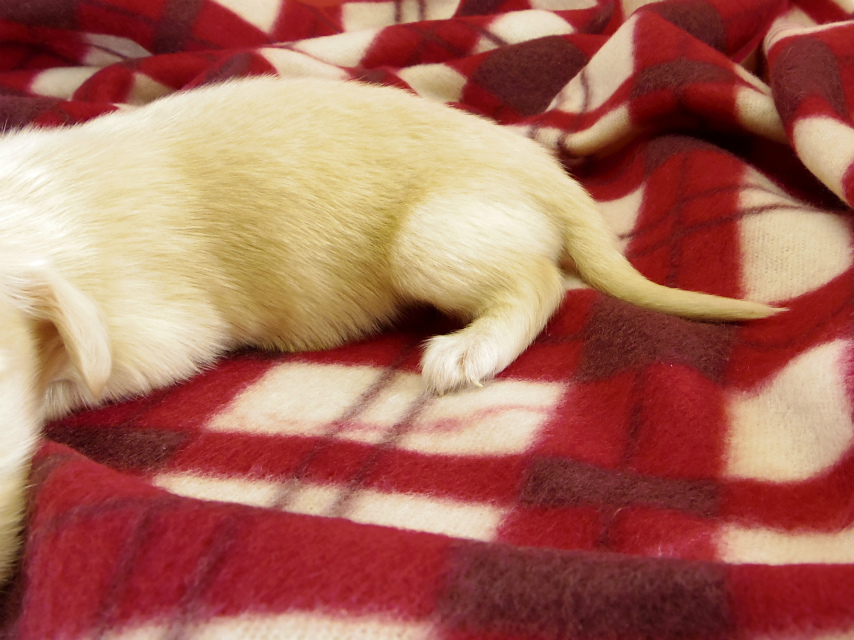 カニヘンダックス 仔犬 ピュアクリーム女の子 カニヘンダックス 仔犬 ピュアクリーム女の子