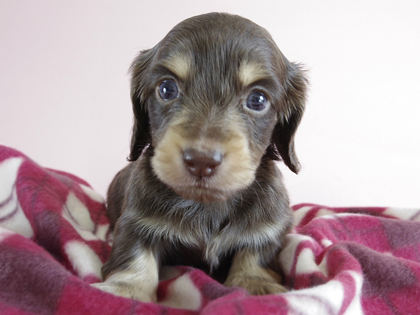 カニヘン　子犬　チョコクリ　女の子