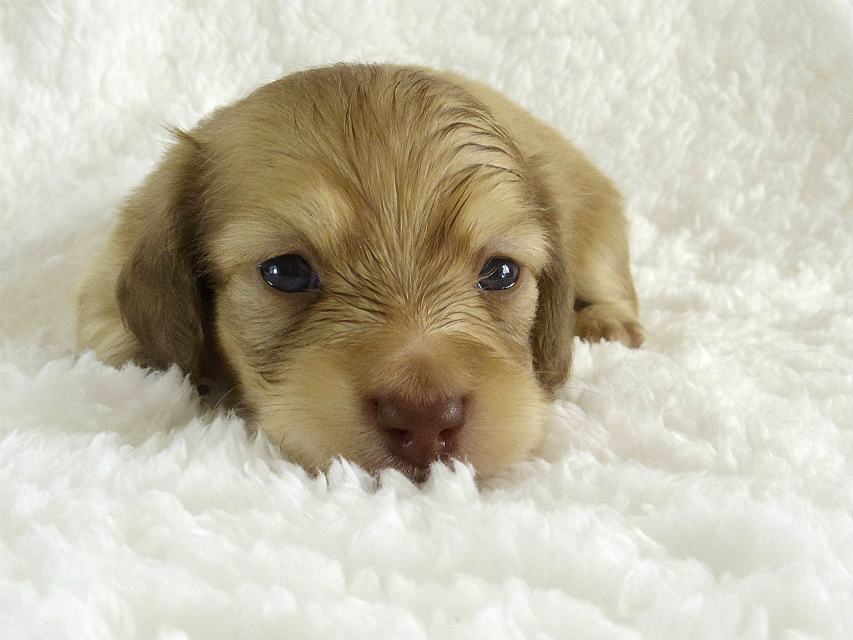 カニンヘン 子犬 シェーデットクリーム男の子 カニンヘン 子犬 シェーデットクリーム男の子