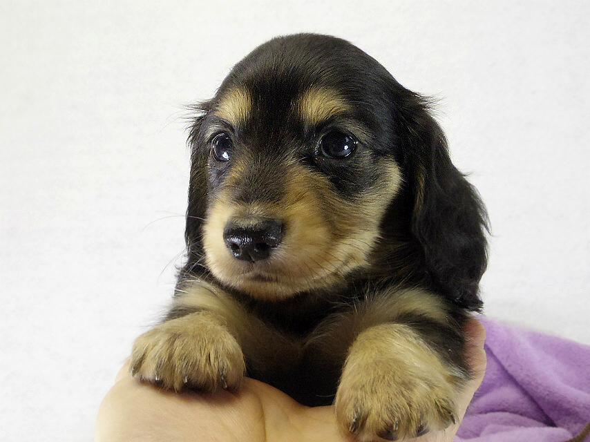 カニンヘン　子犬　ブラクリ女の子　くるみちゃん