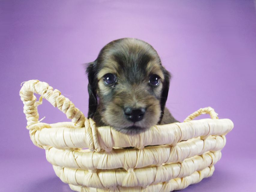 カニンヘン ダックスフンド グリム & オスカルの子犬 シェーデットクリーム 女の子171 カニンヘン ダックスフンド グリム & オスカルの子犬 シェーデットクリーム 女の子