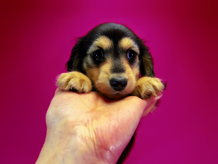 ダックスフンド ラム.mi & アサヒの子犬 ブラッククリーム 女の子171 ダックスフンド ラム.mi & アサヒの子犬 ブラッククリーム 女の子