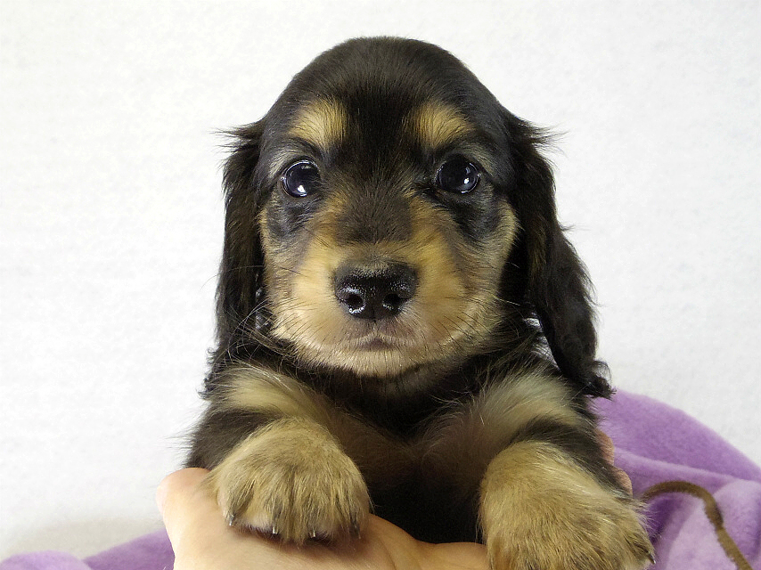 カニンヘン　子犬　ブラクリ女の子　くるみちゃん