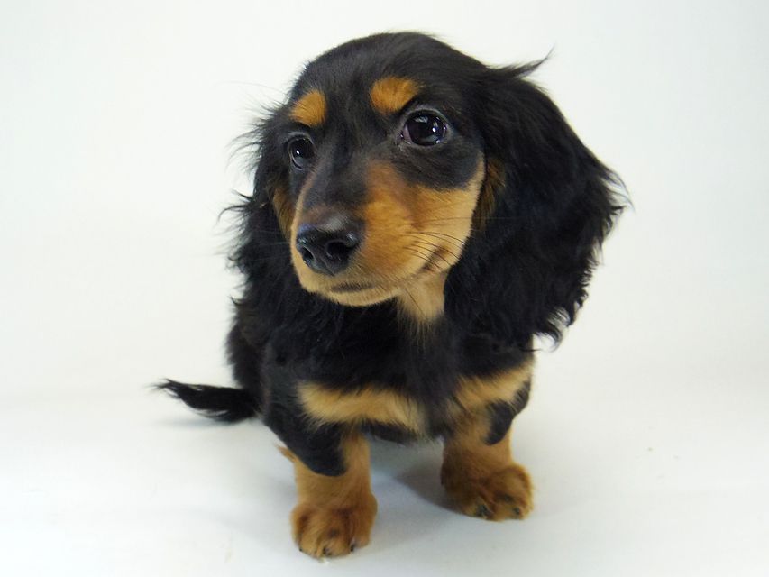 ダックスフンド カニンヘン 小夏.ib & ジムダンディの赤ちゃん ブラックタン 男の子 172 ダックスフンド カニンヘン 小夏.ib & ジムダンディの赤ちゃん ブラックタン 男の子