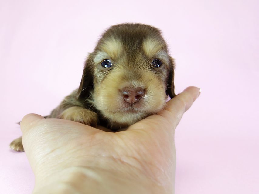 ダックスフンド アリス.mi & アサヒ チョコクリーム 女の子 お写真初登場