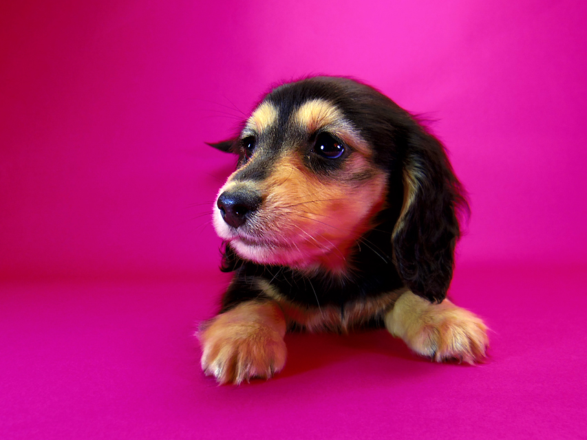 ダックスフンド ラム.mi & アサヒの子犬 ブラッククリーム 女の子172 ダックスフンド ラム.mi & アサヒの子犬 ブラッククリーム 女の子