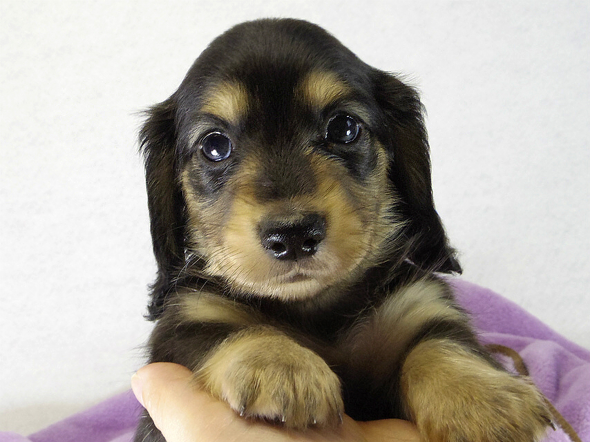 カニンヘン　子犬　ブラクリ女の子　くるみちゃん