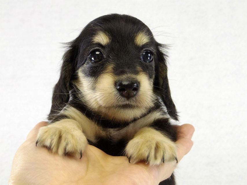 カニヘンダックス ブラッククリーム女の子 カニヘンダックス ブラッククリーム女の子