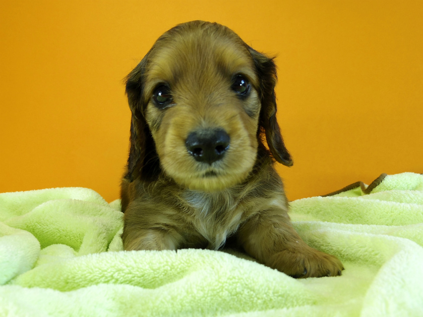 カニヘン　子犬　シェーデットレット　男の子