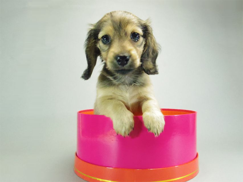 カニンヘンダックスフンド クリーム 子犬 女の子♪ カニンヘンダックスフンド クリーム 子犬 女の子♪