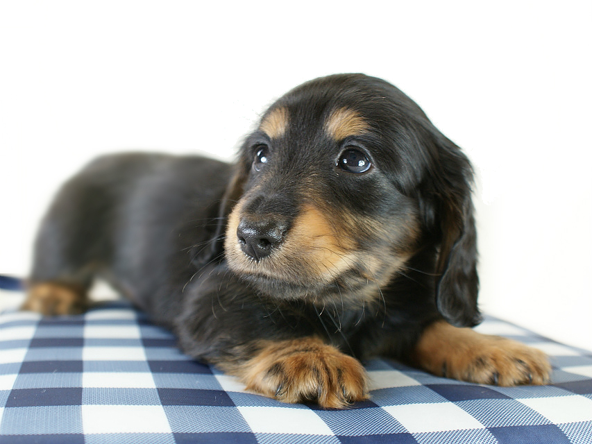 カニヘン　子犬　ブラタン男の子