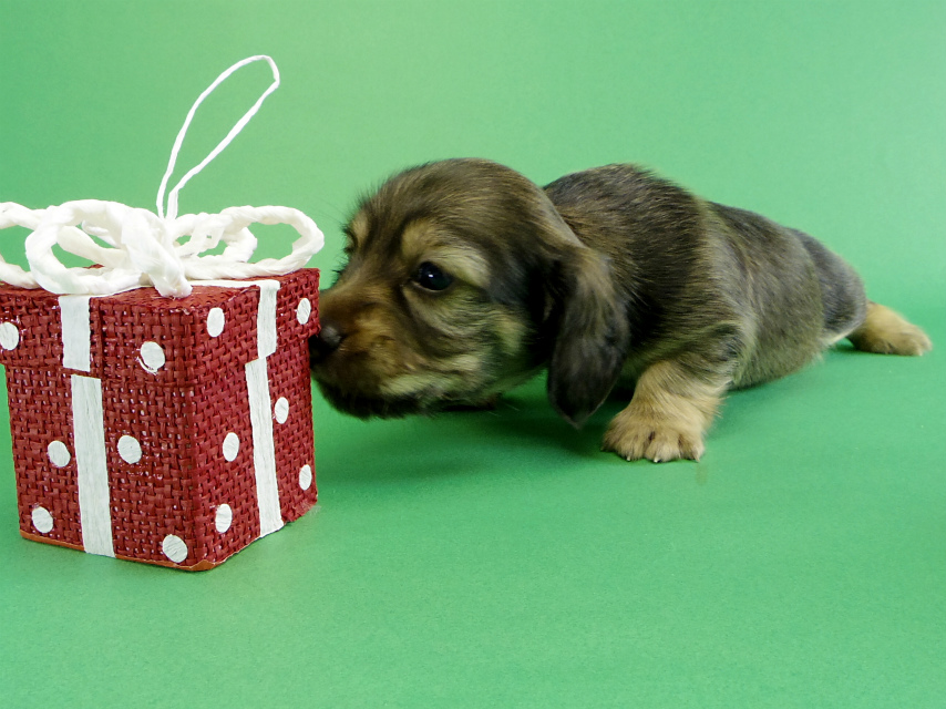 カニヘンダックス　子犬　シェーデットクリーム男の子