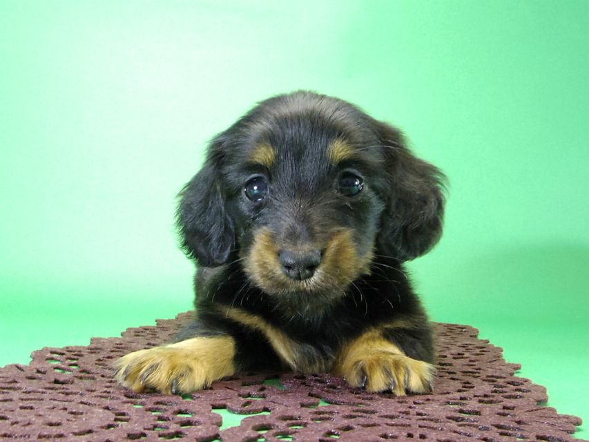 カニンヘンダックス　子犬　ブラックタン女の子