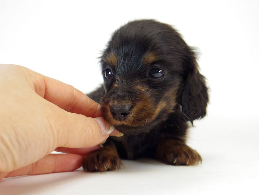 ダックスフンド ソルト & MONKEY D. LUFFYのの子犬 ブラックタン 男の子176 ダックスフンド ソルト & MONKEY D. LUFFYのの子犬 ブラックタン 男の子