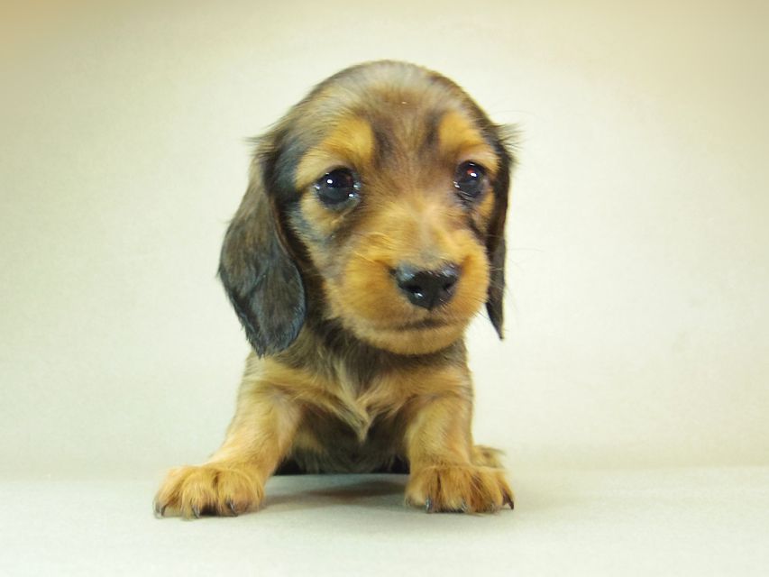 ダックスフンド ゆず & ジムダンディの子犬 シェーデットレッド 女の子