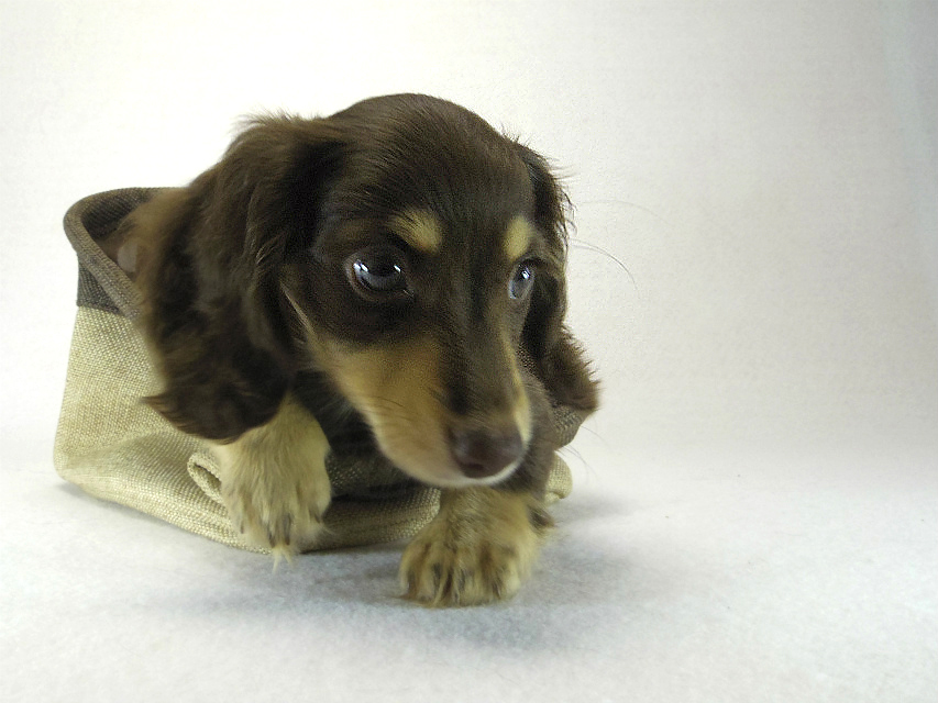 カニヘン 子犬 チョコクリ女の子 カニヘン 子犬 チョコクリ女の子
