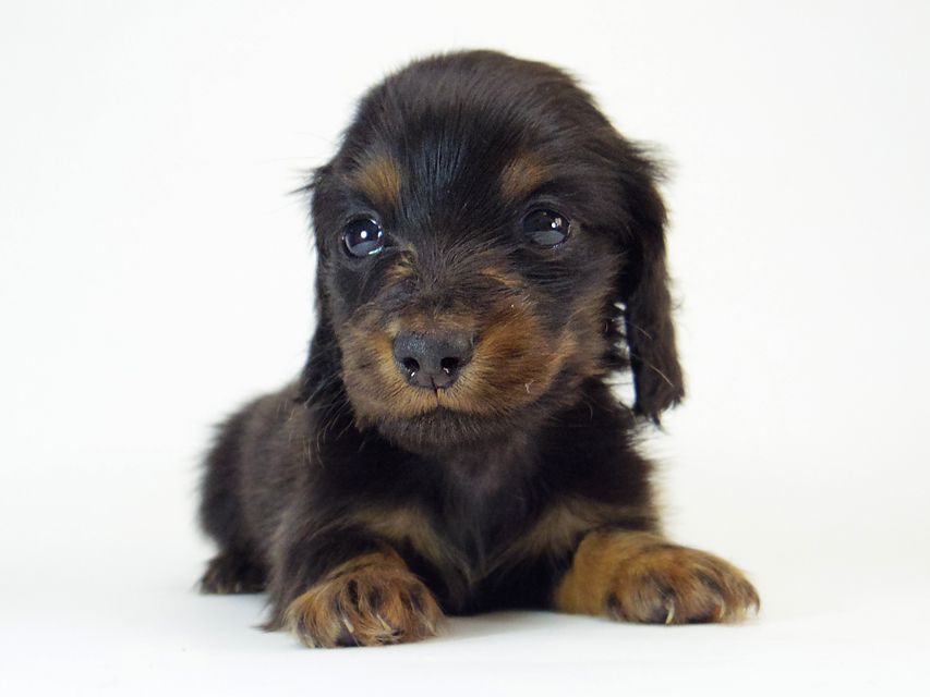 ダックスフンド ソルト & MONKEY D. LUFFYのの子犬 ブラックタン 男の子178 ダックスフンド ソルト & MONKEY D. LUFFYのの子犬 ブラックタン 男の子