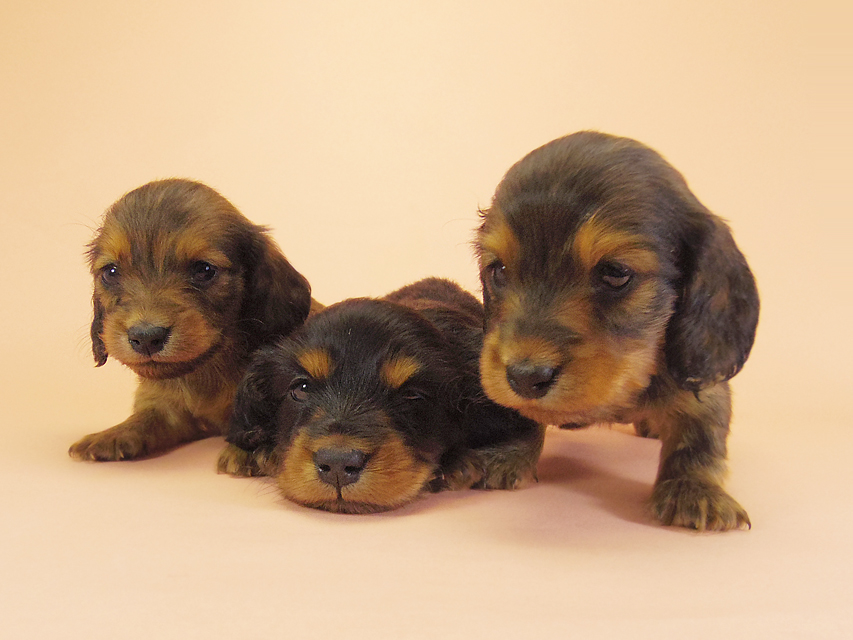 ダックスフンド カニンヘン キュリ & ミントの子犬 ブラタン男の子1 シェーデットレッド 女の子2 集合