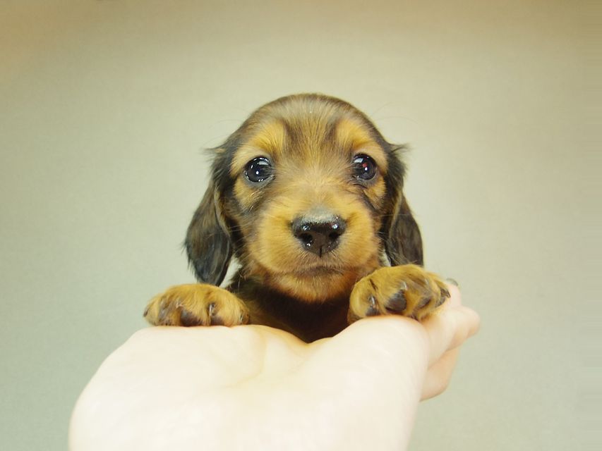 ダックスフンド ゆず & ジムダンディの子犬 シェーデットレッド 女の子