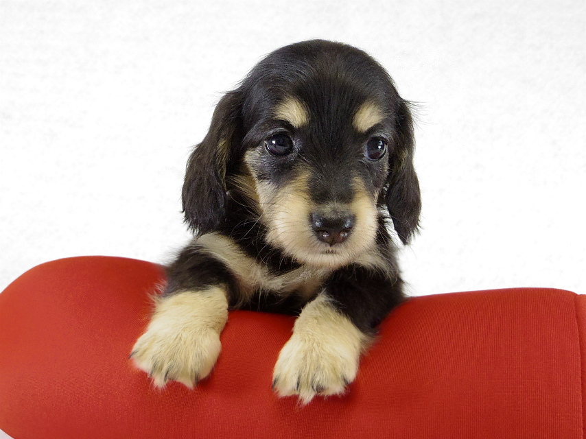 カニヘンダックス ブラッククリーム女の子 カニヘンダックス ブラッククリーム女の子