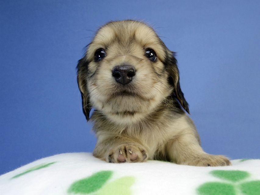 カニンヘン ダックスフンド 子犬 シェーデットクリーム 男の子