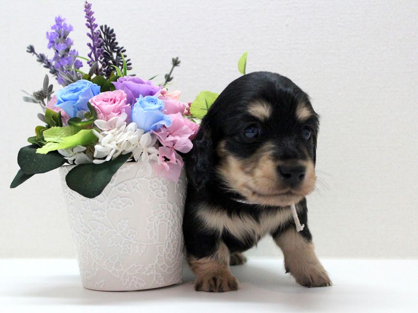 ダックスフンド カニンヘン メリア & ダルク君の子犬 ブラッククリーム 男の子②