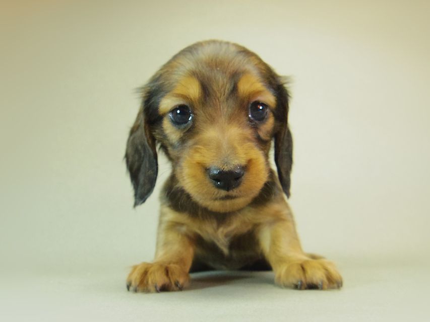 ダックスフンド ゆず & ジムダンディの子犬 シェーデットレッド 女の子