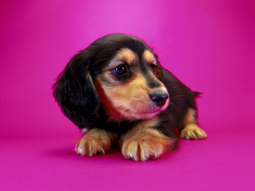 ダックスフンド ラム.mi & アサヒの子犬 ブラッククリーム 女の子180 ダックスフンド ラム.mi & アサヒの子犬 ブラッククリーム 女の子