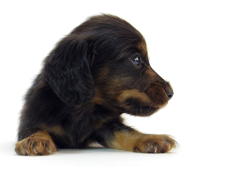 ダックスフンド ソルト & MONKEY D. LUFFYのの子犬 ブラックタン 男の子181 ダックスフンド ソルト & MONKEY D. LUFFYのの子犬 ブラックタン 男の子