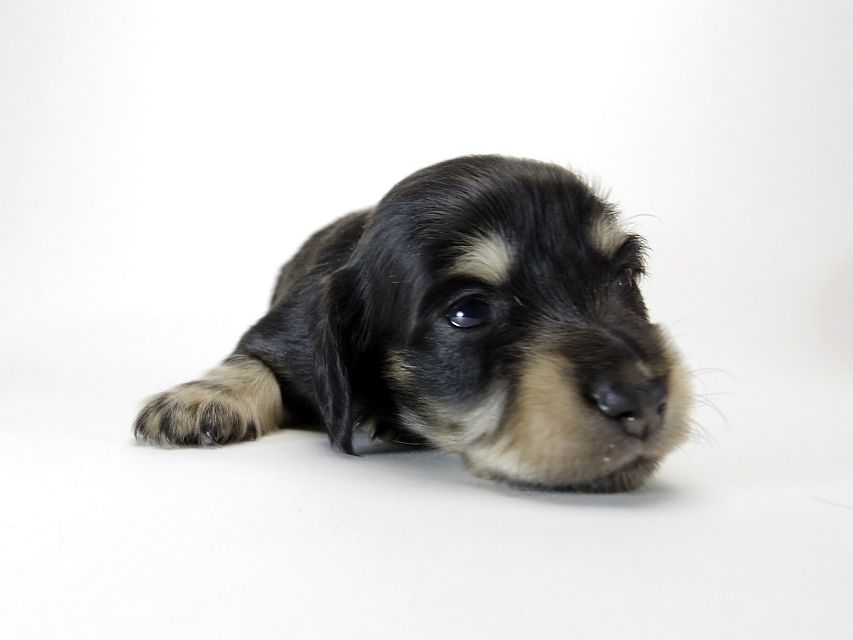 カニンヘン ダックスフンド 子犬 ブラッククリーム 女の子 カニンヘン ダックスフンド 子犬 ブラッククリーム 女の子