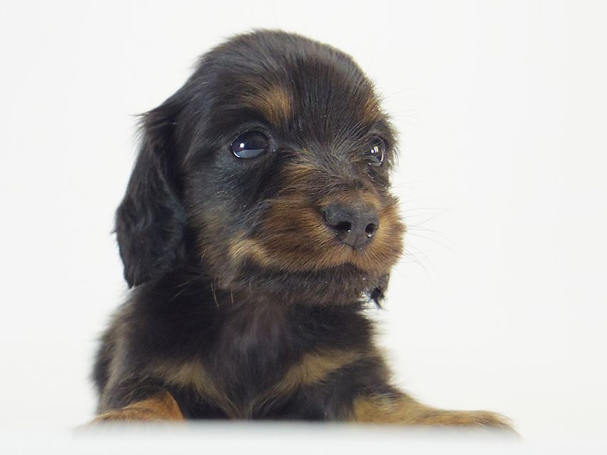 ダックスフンド ソルト & MONKEY D. LUFFYのの子犬 ブラックタン 男の子183 ダックスフンド ソルト & MONKEY D. LUFFYのの子犬 ブラックタン 男の子