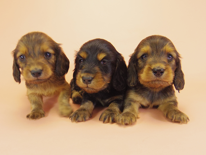 ダックスフンド カニンヘン キュリ & ミントの子犬 ブラタン男の子1 シェーデットレッド 女の子2 集合