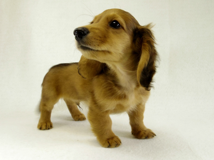 カニヘンダックス　子犬　シェーデットレット男の子