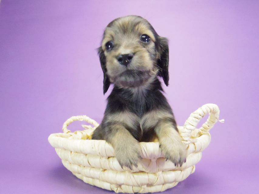 カニンヘン ダックスフンド グリム & オスカルの子犬 シェーデットクリーム 女の子183 カニンヘン ダックスフンド グリム & オスカルの子犬 シェーデットクリーム 女の子