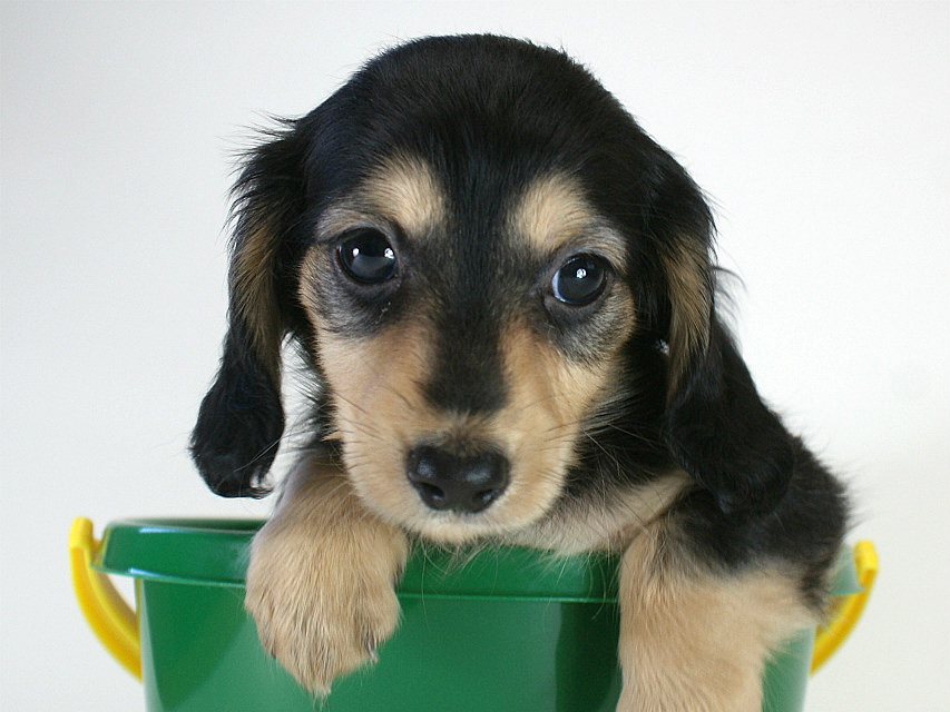 カニヘン　子犬　ブラクリ男の子