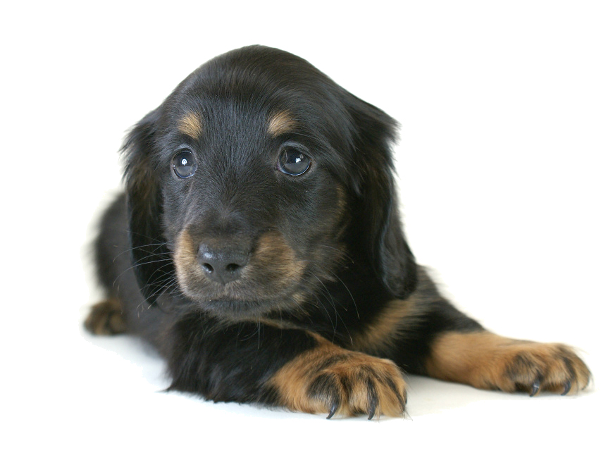 カニヘン 子犬 ブラタン男の子 カニヘン 子犬 ブラタン男の子