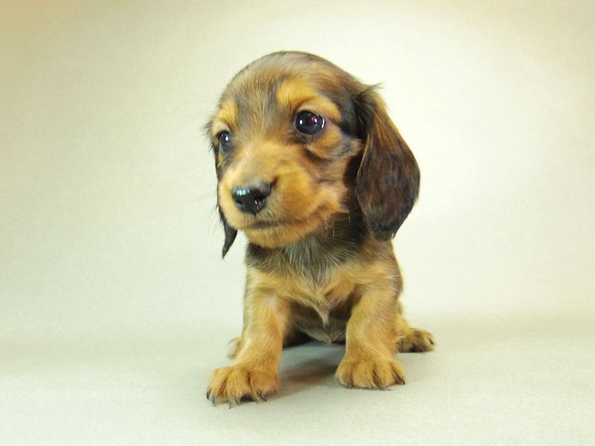 ダックスフンド ゆず & ジムダンディの子犬 シェーデットレッド 女の子