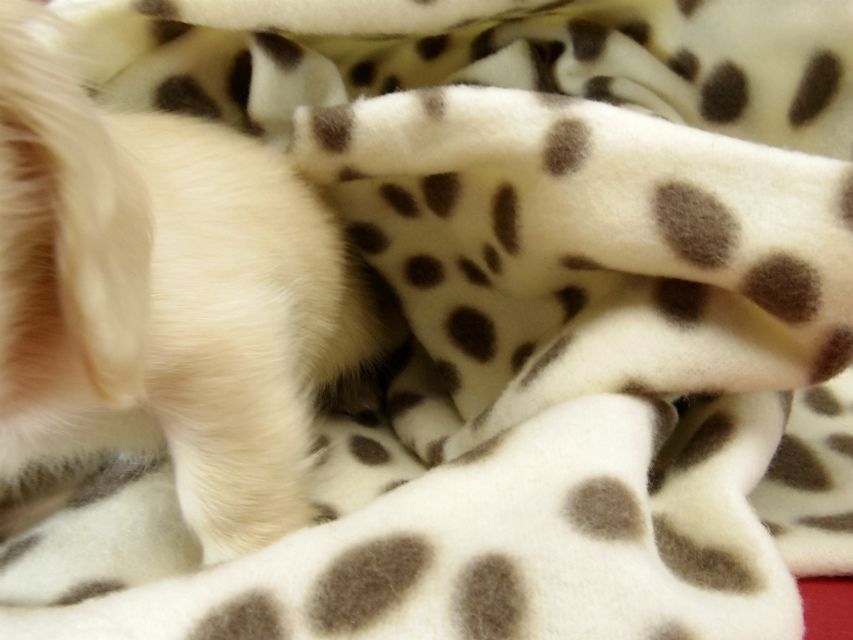 カニンヘン ダックスフンド ピュアクリーム女の子 カニンヘン ダックスフンド ピュアクリーム女の子