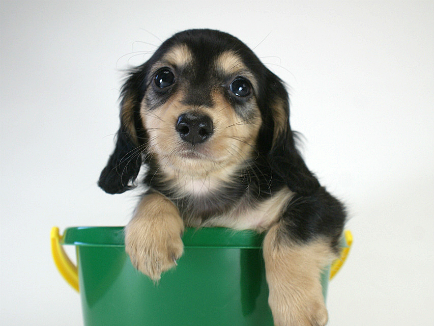 カニヘン　子犬　ブラクリ男の子