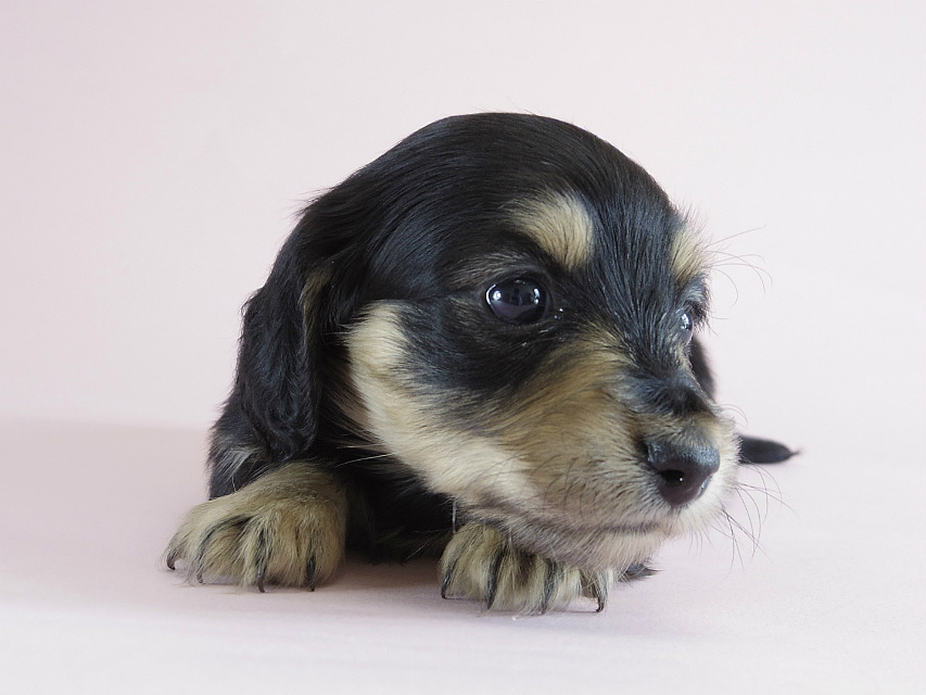 カニヘン　子犬　ブラクリ　女の子