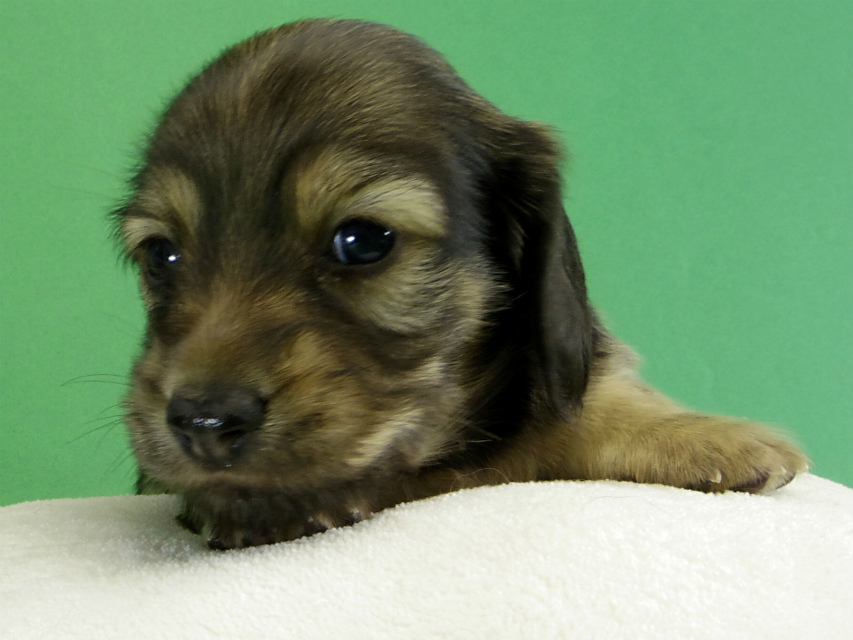 カニヘンダックス　子犬　シェーデットクリーム男の子