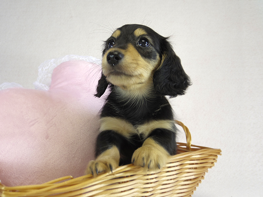 カニヘン　子犬　ブラクリ女の子