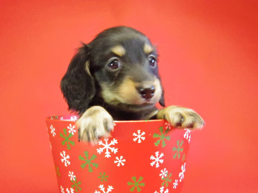 ダックスフンド 黒豆＆アサヒの赤ちゃん カニンヘン ブラクリ 男の子