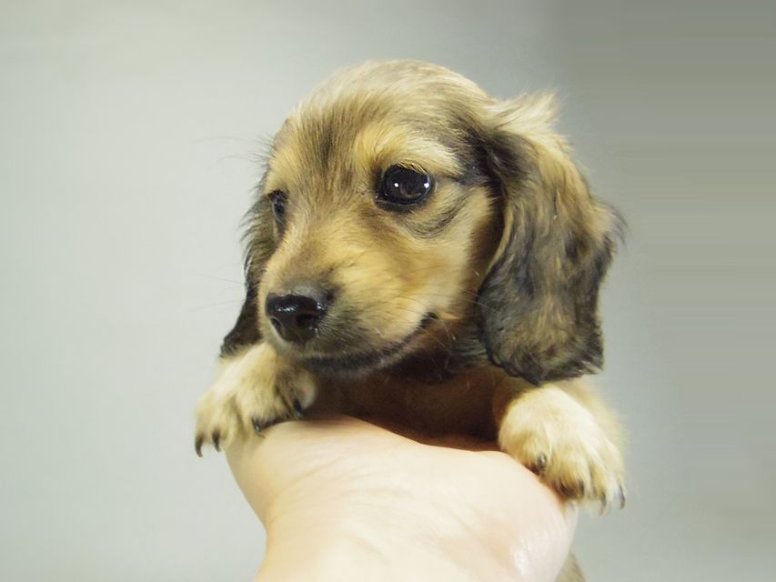 カニンヘンダックスフンド クリーム 子犬 女の子♪ カニンヘンダックスフンド クリーム 子犬 女の子♪