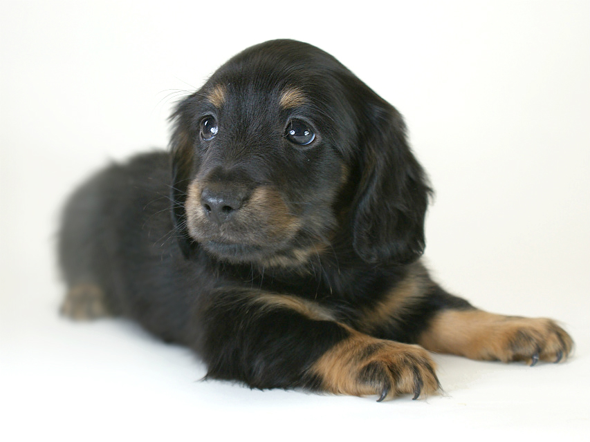 カニヘン 子犬 ブラタン男の子 カニヘン 子犬 ブラタン男の子