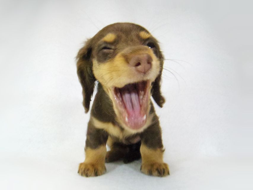 ダックスフンド ルル.hb & セブンの子犬 チョコタン 女の子