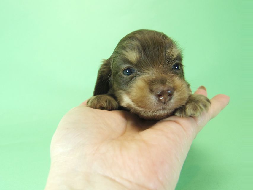 ダックスフンド ラム.mi & アサヒの子犬 チョコクリーム 女の子